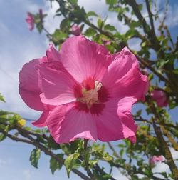 Close-up of pink flowers