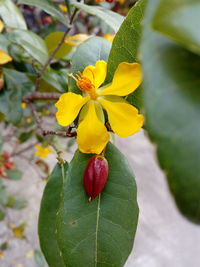 Close-up of yellow flower