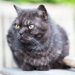 Close-up portrait of black cat