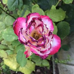 Close-up of pink rose