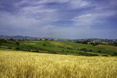 Scenic view of agricultural field against sky