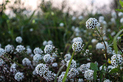 Close-up of white flowering plants on field
