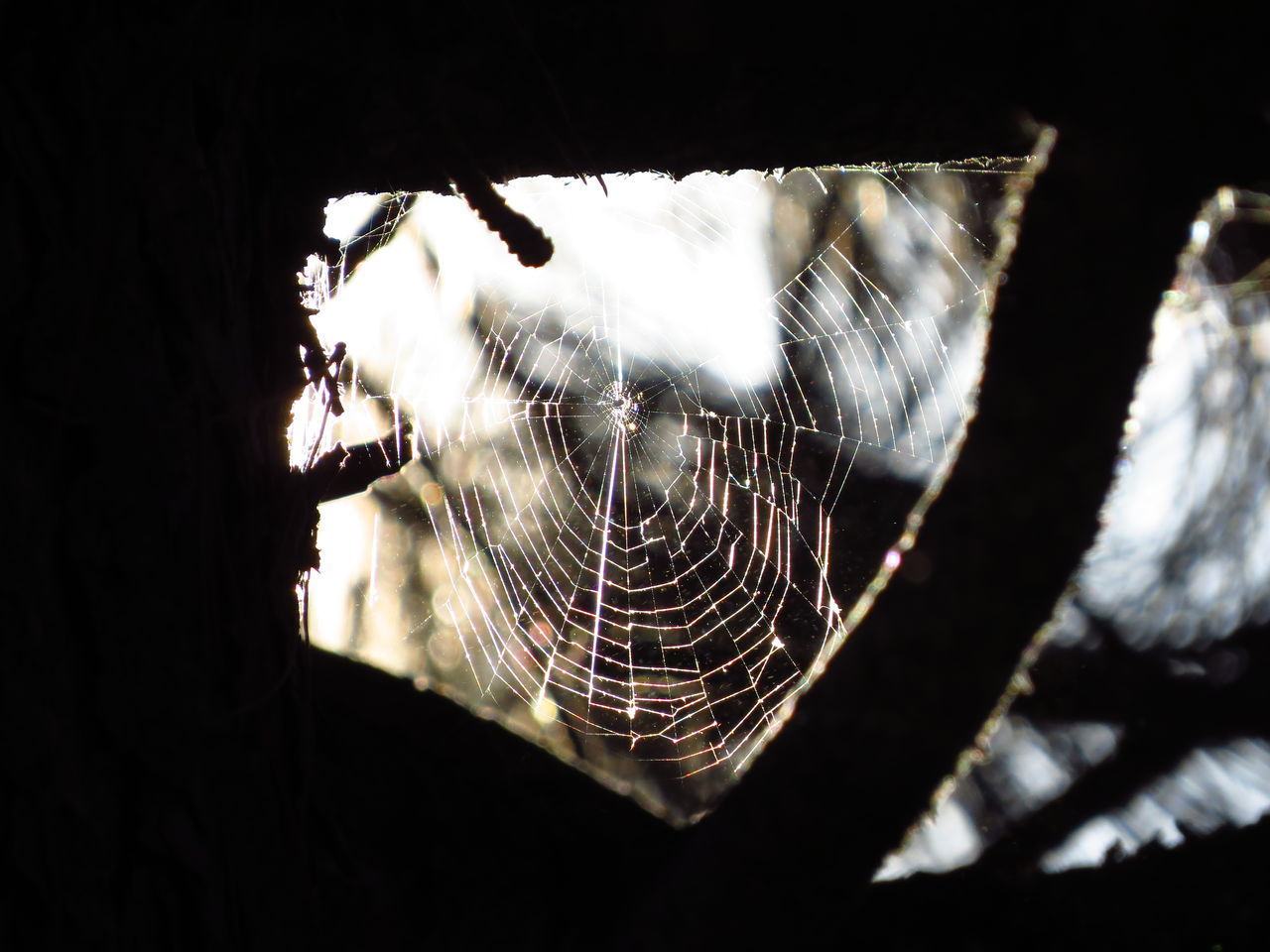 CLOSE-UP OF SPIDER AND WEB