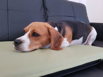 Close-up of dog relaxing on floor