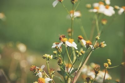 Close-up of insect on flowering plant