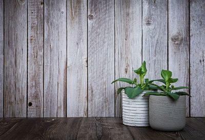 Potted plant on table