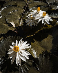 High angle view of white flowering plant in water