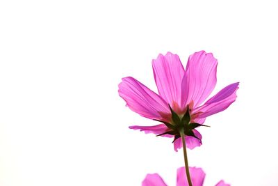 Close-up of pink flower against white background