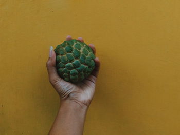 Close-up of hand holding custard apple against yellow wall