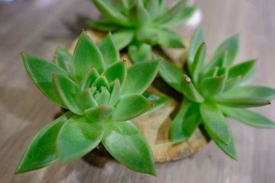 High angle view of potted plant on table
