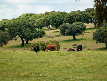 Horses grazing in a field