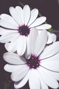 Close-up of white flowers