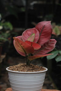 Close-up of pink flower pot