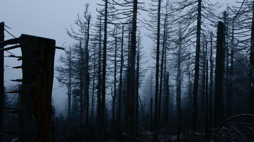 Bare trees in forest during winter