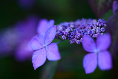 Close-up of purple flowers