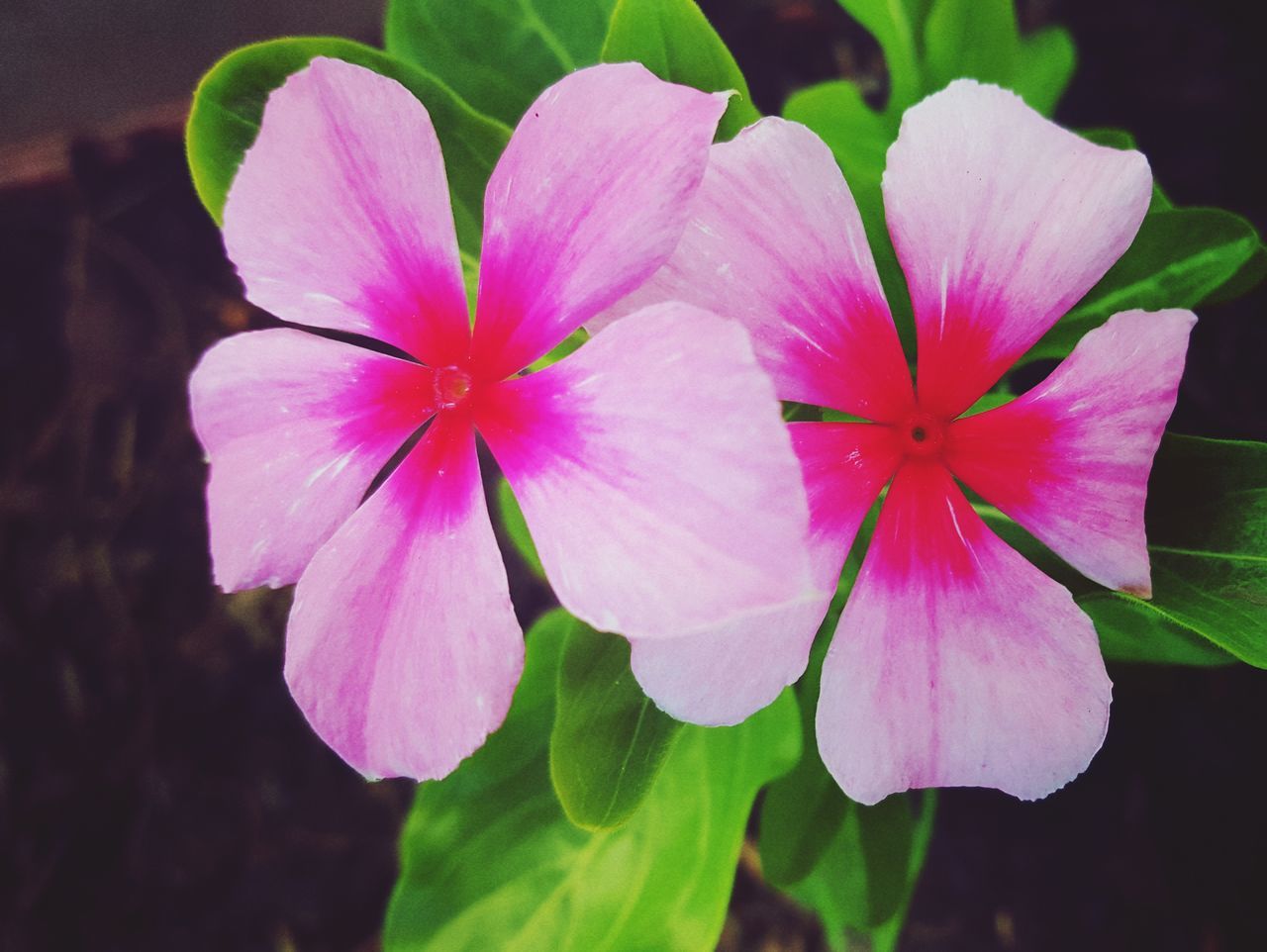 flower, petal, beauty in nature, freshness, nature, fragility, flower head, growth, plant, pink color, blooming, outdoors, no people, close-up, day, periwinkle, petunia