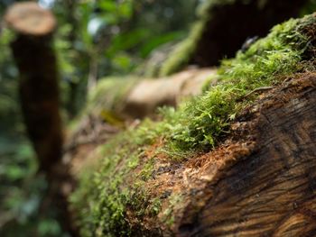 Moss growing on tree stump in forest