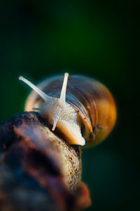 Close-up of snail