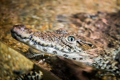 Close-up of lizard