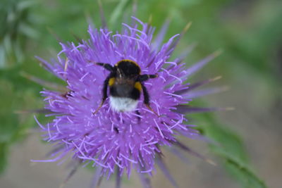 Close-up of honey bee on purple flower