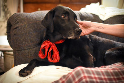 Close-up of hand with dog at home