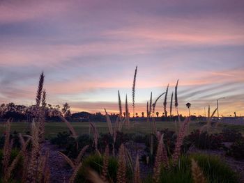 Plants growing on land against romantic sky at sunset