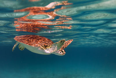 Turtle swimming in sea