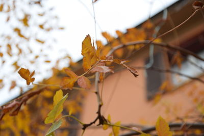 Close-up of maple leaf during autumn