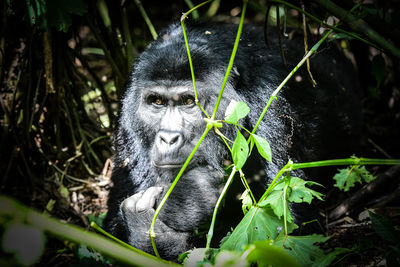 Close-up of chimpanzee looking away in forest