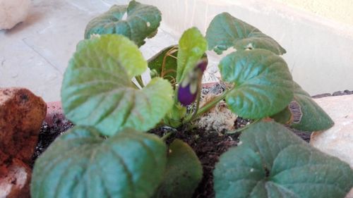 Close-up of insect on plant