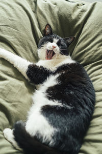 High angle view of cat resting on bed