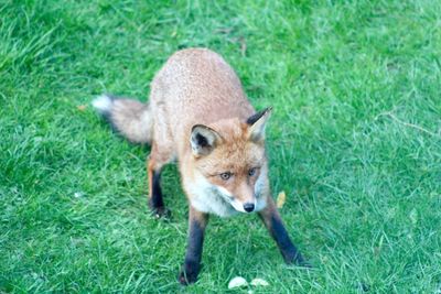High angle view of dog standing on field