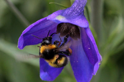 Close-up of bee pollinating on purple flower