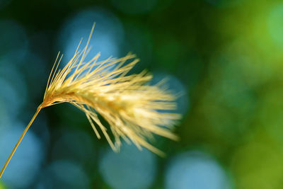 Close-up of yellow flowering plant