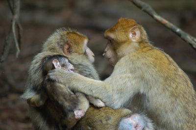 Monkeys sitting outdoors