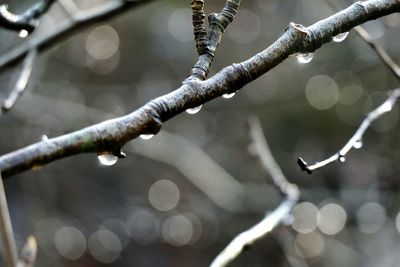 Close-up of branches over water