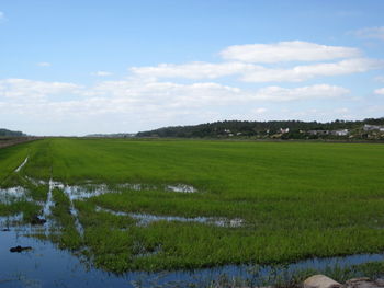 Scenic view of field against sky