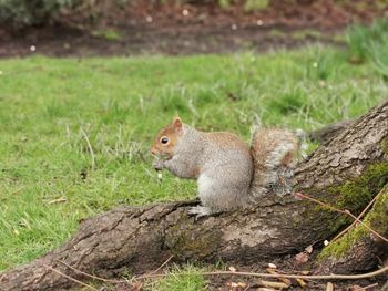 Squirrel on ground