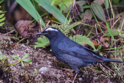 High angle view of bird perching on a field