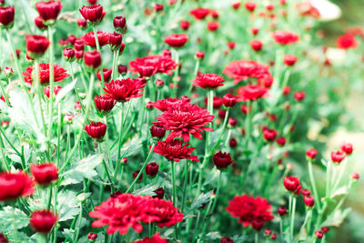 Close-up of red flowering plants