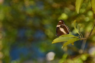 Close-up of butterfly on leaf