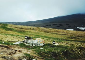 Wolves on mountains against sky