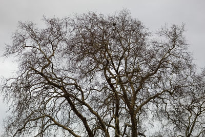 Low angle view of bare tree against clear sky