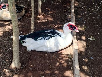 High angle view of bird on field