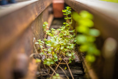 Close-up of plant growing outdoors