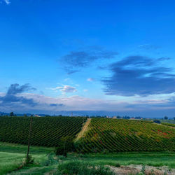 Scenic view of agricultural field against blue sky