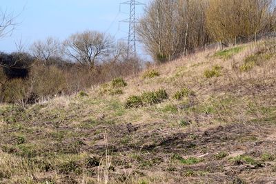 Scenic view of grassy field