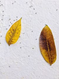 Close-up of yellow leaf on tree