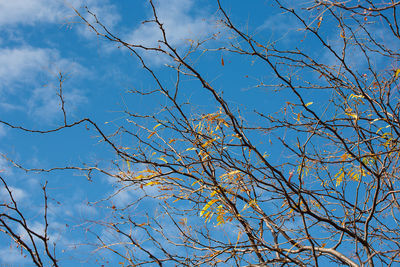 Low angle view of bare tree against blue sky