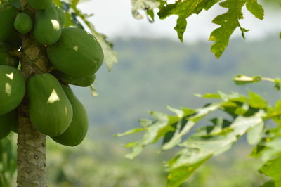 Close-up of fruits growing on tree